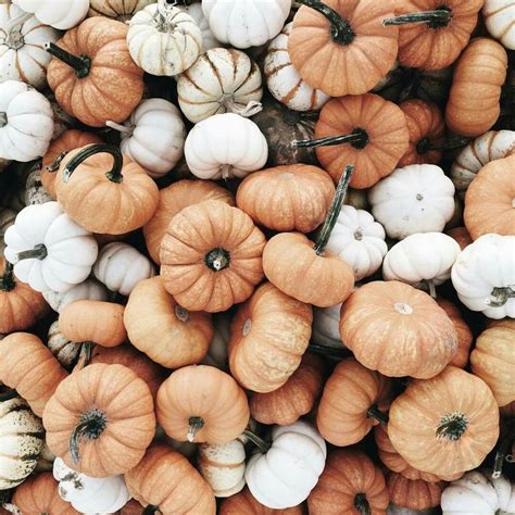 Pin on vegetable | Fall wallpaper, Autumn photography, Fall favorites