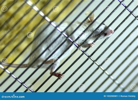 Scientific Experiment Laboratory Mouse Cage Stock Photos - Download 105 Royalty Free Photos