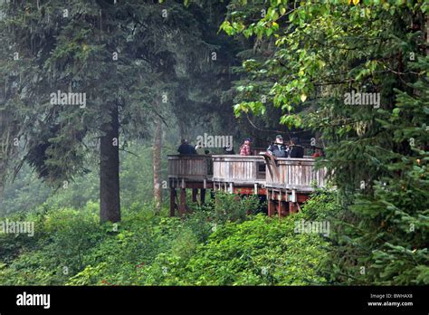 People waiting on a bear viewing boardwalk near Hyder, Alaska Stock ...