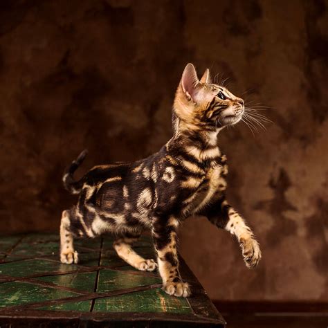 Brown Marbled Bengal Cat