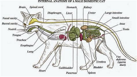 Anatomy of Animals