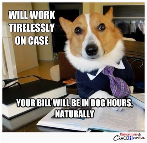 30 best Dog Lawyer images on Pinterest | Dog memes, Lawyer humor and Lawyer jokes