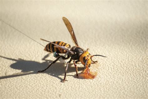 USDA’s Cutting-Edge Methods Help Deliver a Victory Against Asian Giant Hornet | USDA