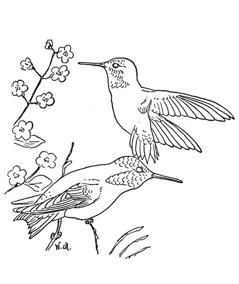 Free Printable Hummingbird Coloring Pages For Kids