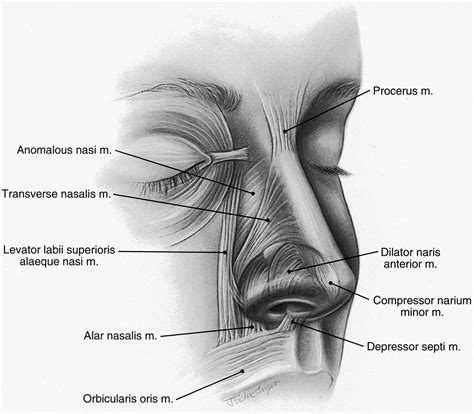 Surgical Anatomy of the Nose - Clinics in Plastic Surgery