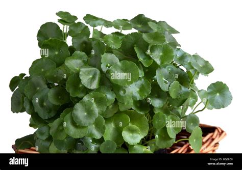 Brahmi Herb How To Use - Brain Mind Article