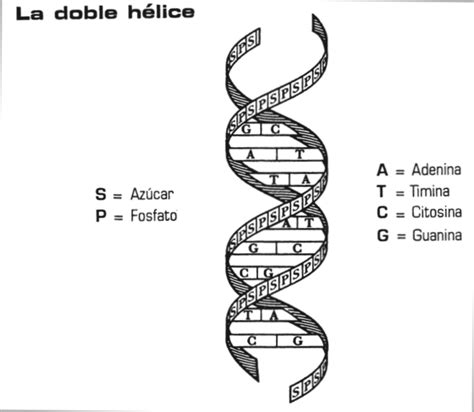 BIOLOGÍA: Estructura del adn según Watson y Crick