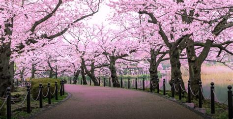 Cherry Blossom Festival in Shillong - Savaari Car Rentals Blog