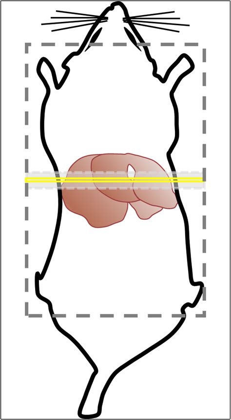 Liver perfusion MRI in a rodent model of cirrhosis: Agreement with bulk‐flow phase‐contrast MRI ...