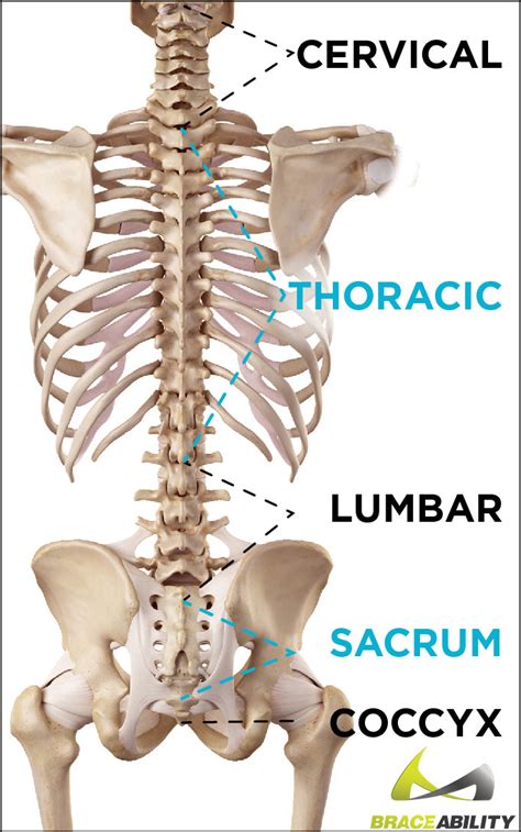 Tailbone Pain & Coccydynia | Is it a Coccyx Bruise or Fracture?