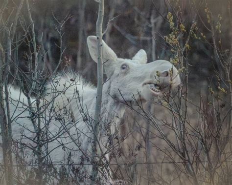 Spirit Moose caught on camera by Central Alberta photographers - West Coast Traveller