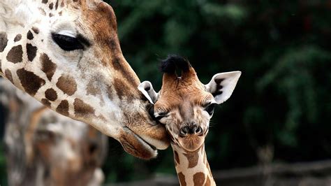 Baby Giraffe Wallpapers - Top Free Baby Giraffe Backgrounds ...