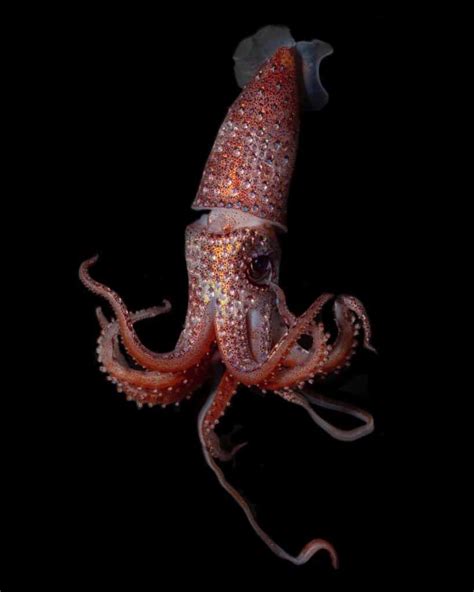 Fun Facts About The Strawberry Squid - OctoNation - The Largest Octopus ...