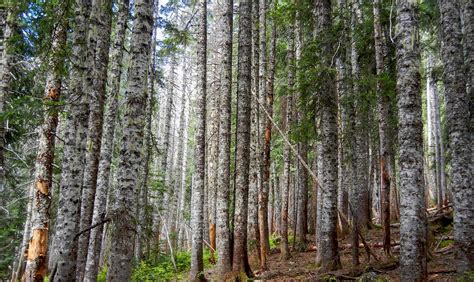 Pacific Silver Fir Forest : Photos, Diagrams & Topos : SummitPost