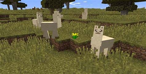 How to Control a Llama in Minecraft | GameCMD | Minecraft theme, Minecraft, Llama