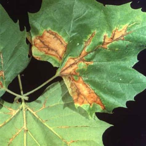 Sycamore Anthracnose - O'Reilly Tree Experts