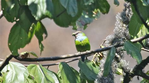 Bwindi forest birding safaris — Best birding trips in Uganda