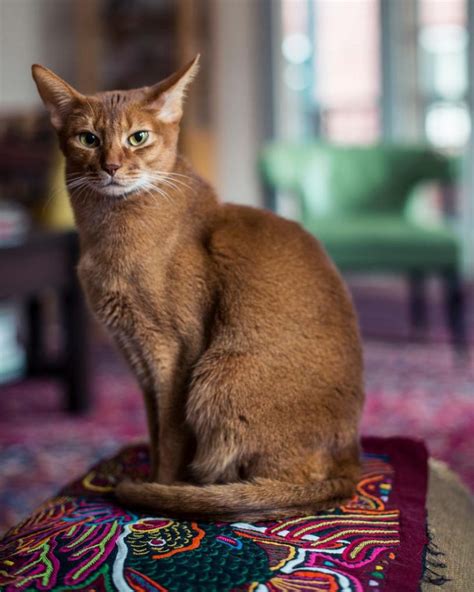 Breed Review: Abyssinian cat (20 Pics)