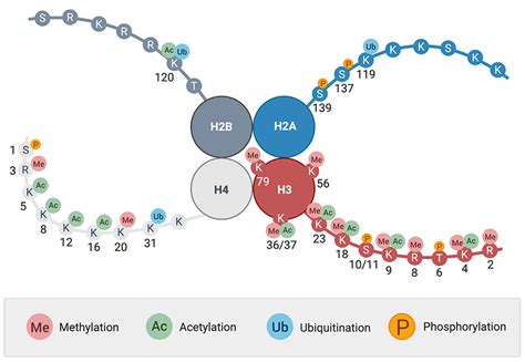 Histones