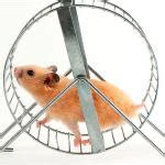 Hamster Wheel Meme Generator - Imgflip