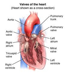 Anatomy and Function of the Heart Valves