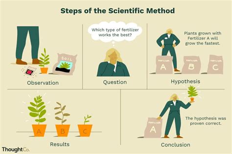 four steps to the scientific method for plants and their roots are ...