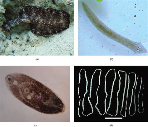 Flatworms, Nematodes, and Arthropods · Concepts of Biology