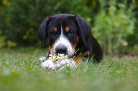 Entlebucher Mountain Dog—Full Profile, History, and Care