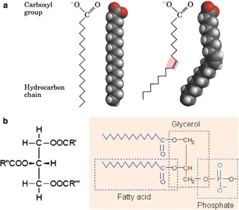 6 Fatty acid chains and lipid molecules. (a) Saturated fatty acid... | Download Scientific Diagram