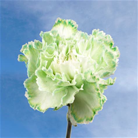 Green Carnations - Green Carnation | Global Rose