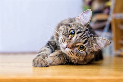 5 Best Cat Allergy Medications - June 2021 - BestReviews