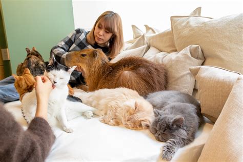 Japan’s first-ever capybara cat cafe opens in Tokyo | SoraNews24 -Japan ...