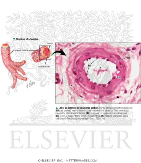 Structure of Arterioles With Light Micrograph of an Arteriole In ...