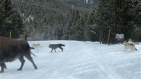 Watch Yellowstone's Wapiti Wolf Pack Chase a Herd of Bison