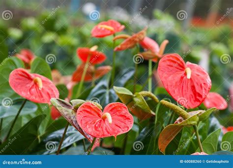 Spadix (botany) stock photo. Image of caribbean, anthurium - 60088260