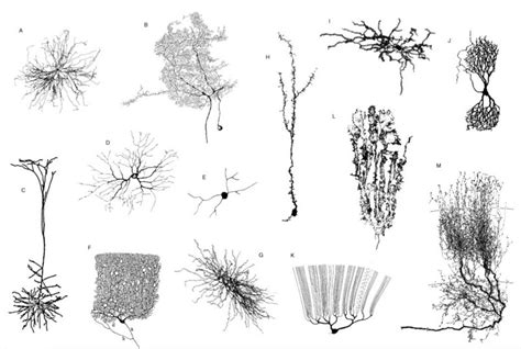 Search Faculty by Research Area | USC Neuroscience Graduate Program