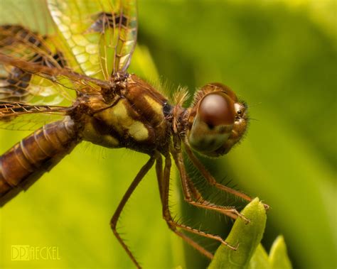 Baby Dragonfly Profile by doug633 on DeviantArt