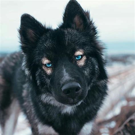 Black German Shepherd with gorgeous blue eyes : r/aww