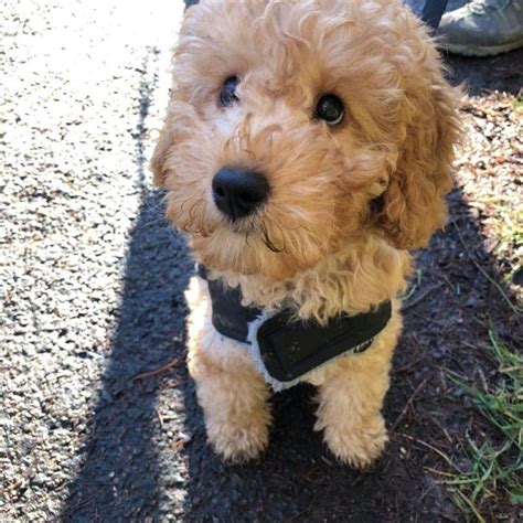 Toy Cockapoo: 7 Things To Consider Before Before Buying – Cockapoo For Life