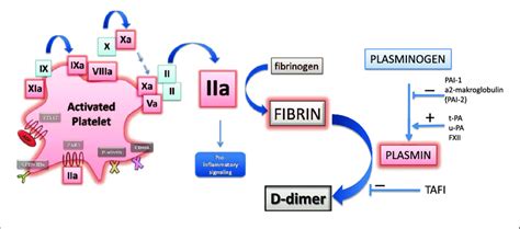 Pathophysiology of D-dimer formation. | Download Scientific Diagram