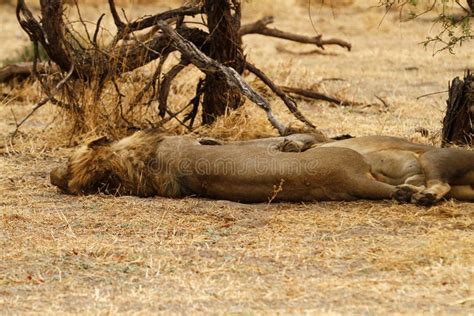 406 Pride Lions Sleeping Photos - Free & Royalty-Free Stock Photos from ...