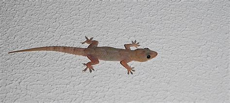 Tropical House Gecko (Terrestrial Wildlife of Seychelles) · iNaturalist.org