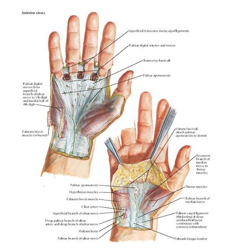 Wrist and Hand: Superficial Palmar Dissections Anatomy Thenar muscles, Palmar branch of median ...