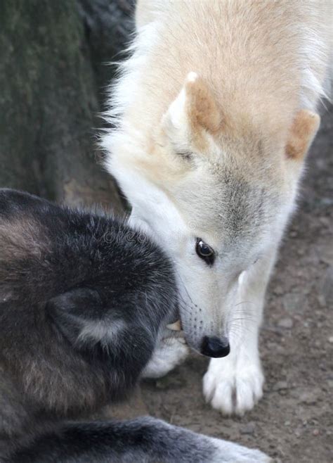 Wolf Fight stock image. Image of wild, canine, bare, biting - 14958367