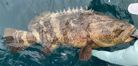 Unveiling the Enormous Size of the Goliath Grouper | Adopt And Shop