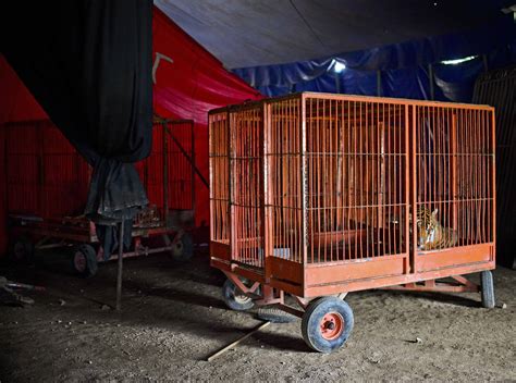 After ban, Mexico’s circus animals await new homes – The Tico Times | Costa Rica News | Travel ...