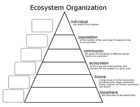 What Is An Ecosystem For 4th Grade