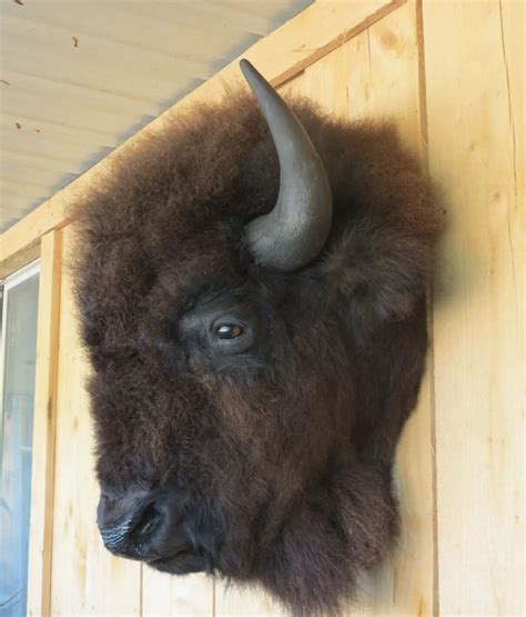 Mounted Bison Head