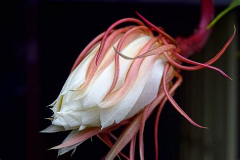 Queen of the Night Plant - How to Care for Epiphyllum Oxypetalum