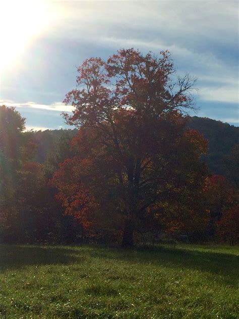 Cades Cove fall foliage | Fall foliage, Cades cove, Country roads